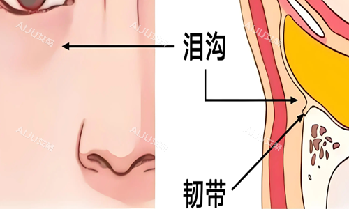 泪沟结构示意图