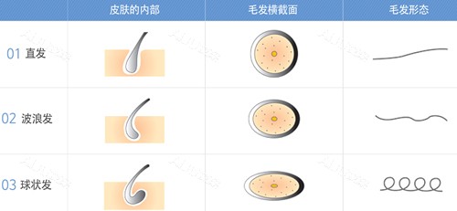 不同毛发特点图