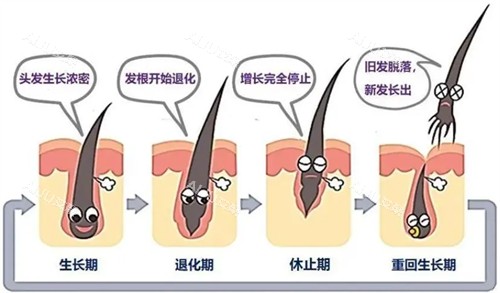 hbw毛囊克隆后头发生长周期