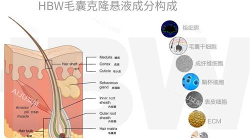 hbw毛囊克隆成分构成图解