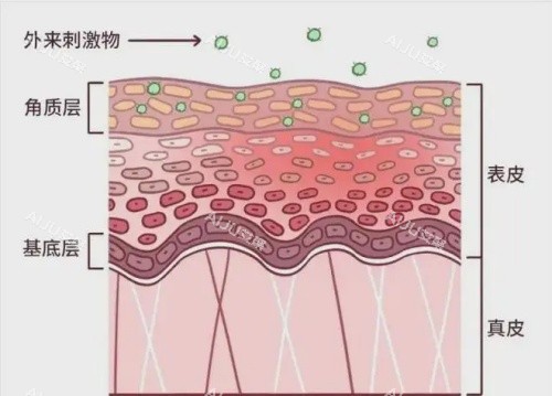 角质层结构示意图