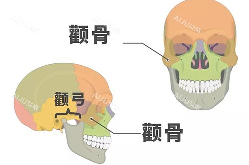 颧骨颧弓示意图