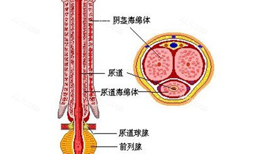 男性私密位置解剖示意图