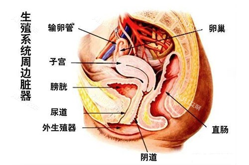 生殖器周边脏器图