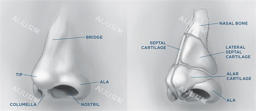 鼻修复结构图