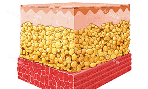 脂肪层在皮肤上的位置