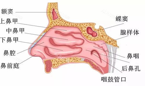 鼻结构卡通示意图